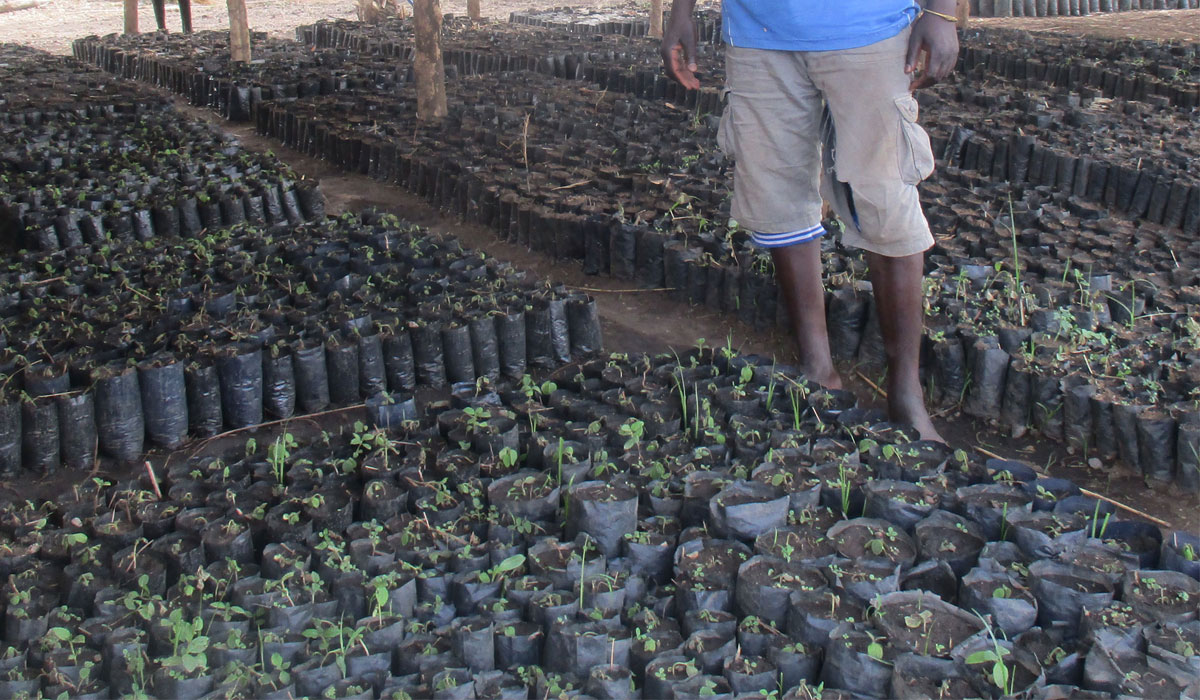 Filling pots to plant young seedlings in at Gonan farmers group Kapuri Juba South Sudan