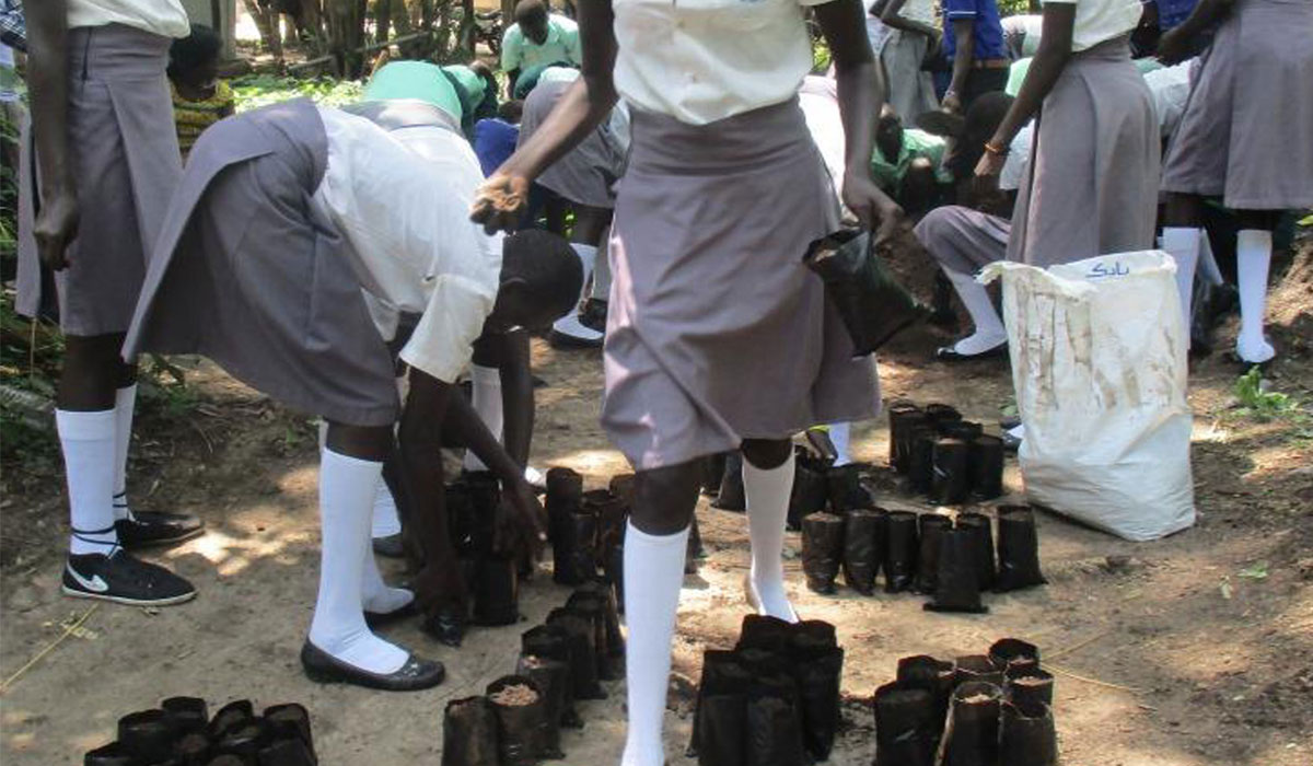 Primary school pupils learning raising tree nurseries in Nimule South Sudan