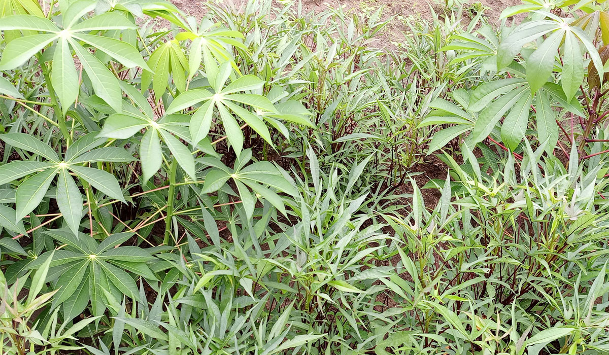Orange-fleshed sweet potato Irene Variety in Kasire-Juba Demo plot