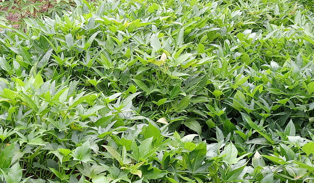 Improved sweet potatoes